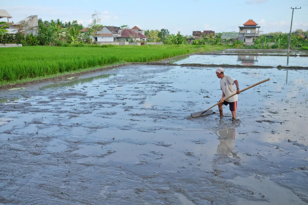 Pondok Ayu Soca Ubud Zewnętrze zdjęcie